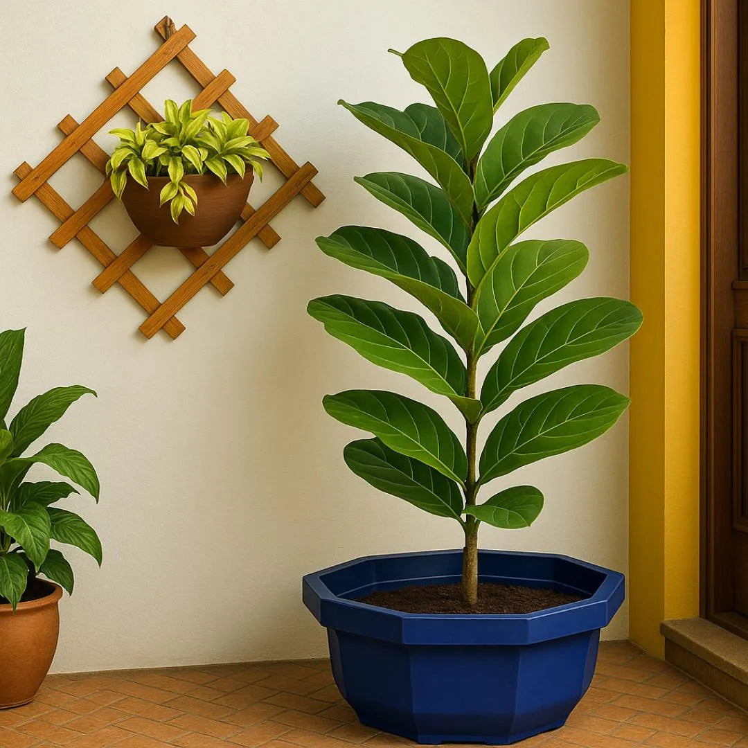 Vaso Bacia Oitavado Siena em Polietileno