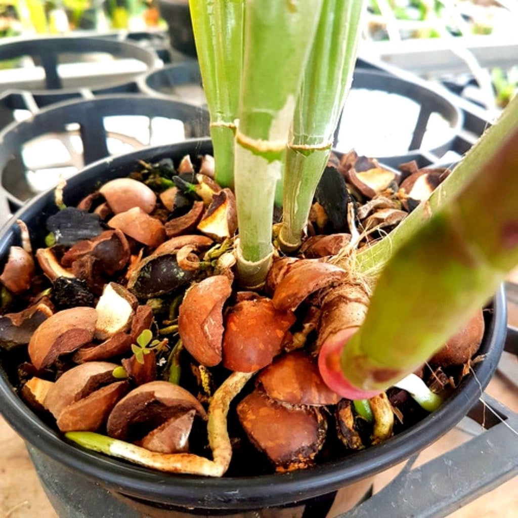 Substrato Casca de Macadâmia 3L