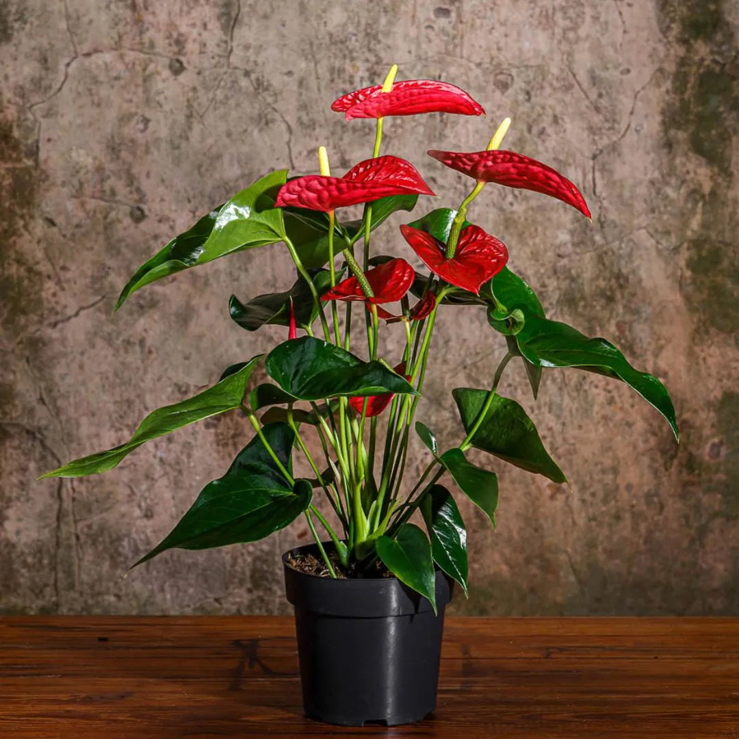 Muda de Antúrio (Anthurium andraeanum)