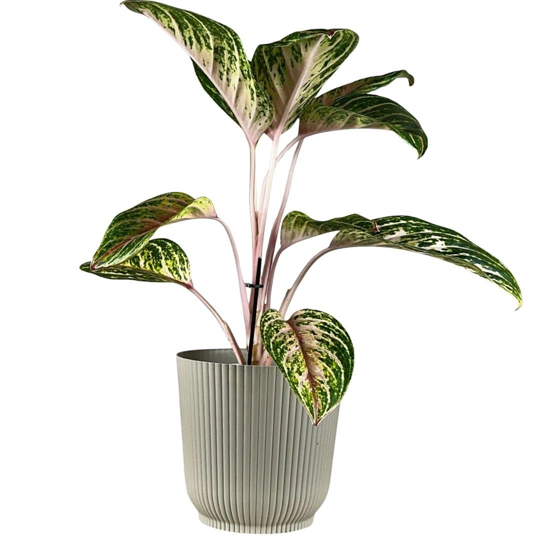 Kit 2 Vasos Cachepot Okla em Polipropileno