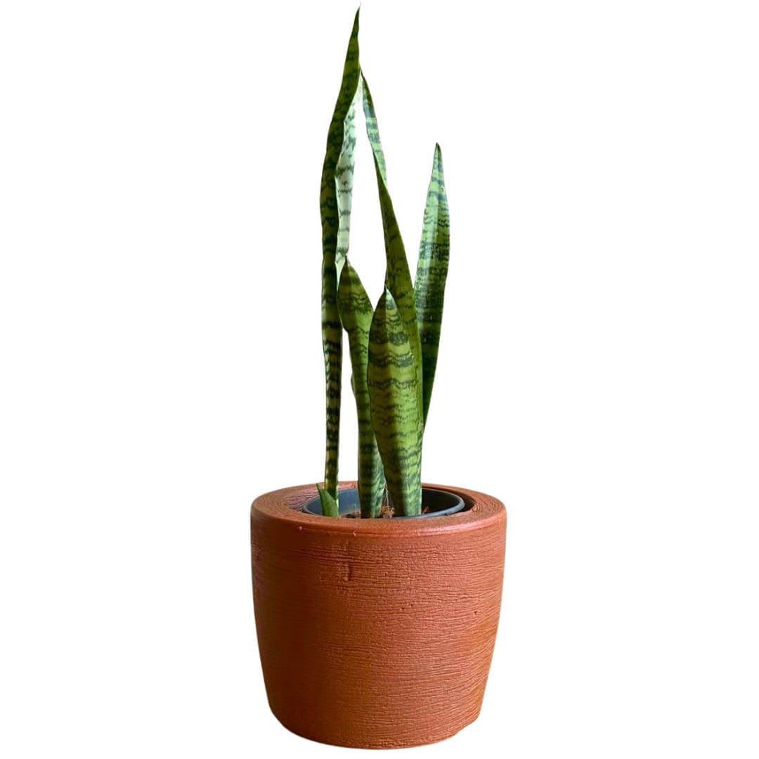 Kit 3 Vasos Decorativos para Pequenos Espaços