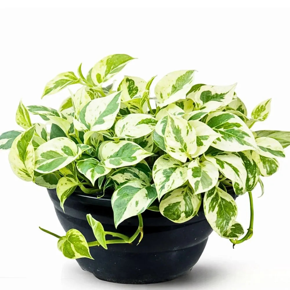 Muda Jiboia Branca N’Joy (Epipremnum aureum ‘N’Joy’)