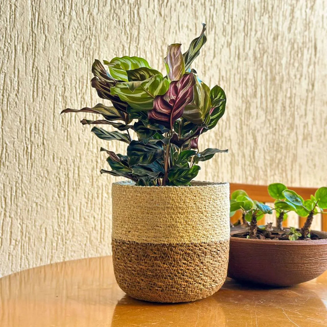 Kit 3 Cachepots Cesto Palha para Decoração