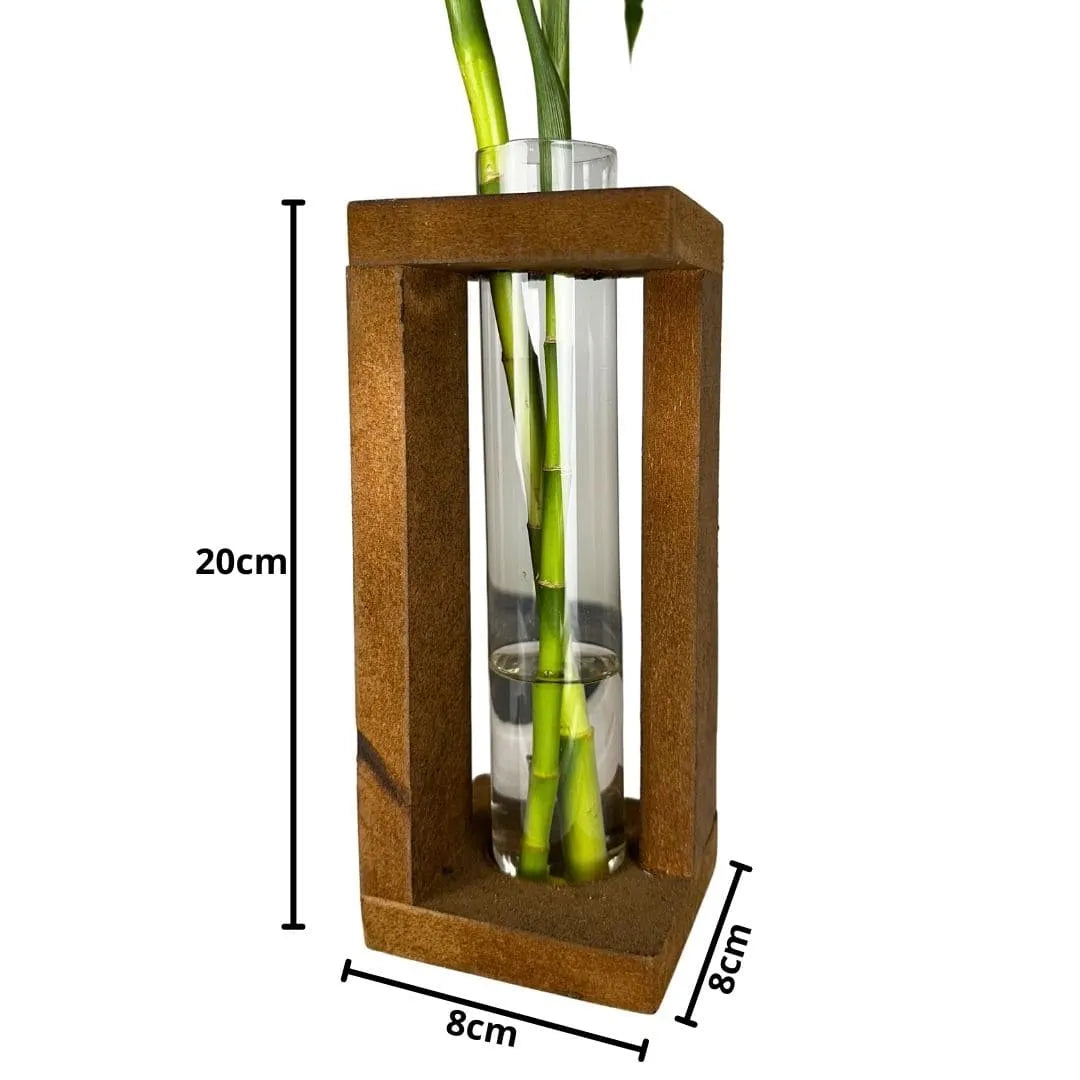Vaso com Suporte + Muda Bambu da Sorte (Dracaena sanderiana)