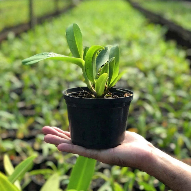 Kit Adubos Orgânicos Forth para Orquídeas