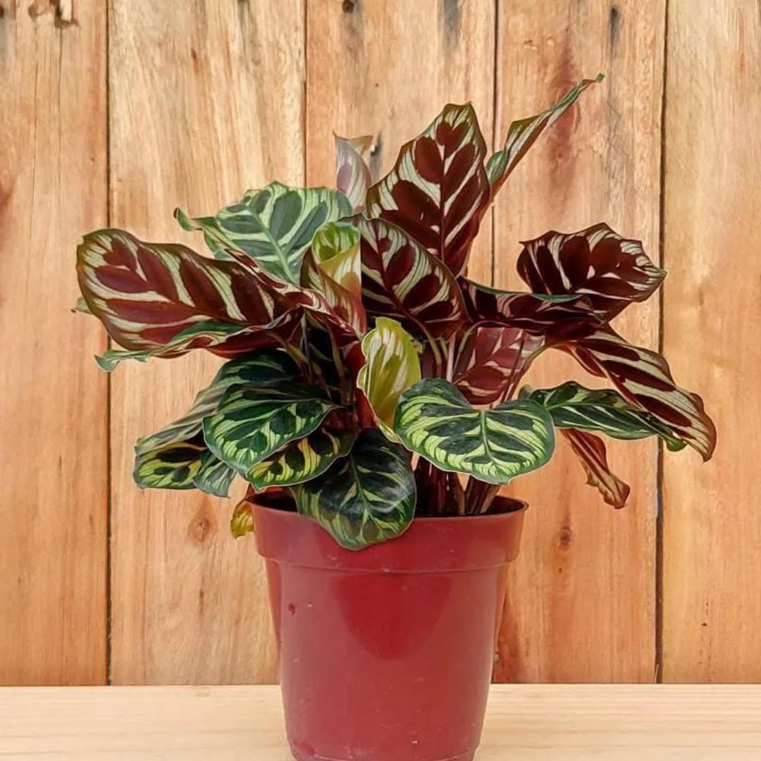 Muda de Maranta Makoyana