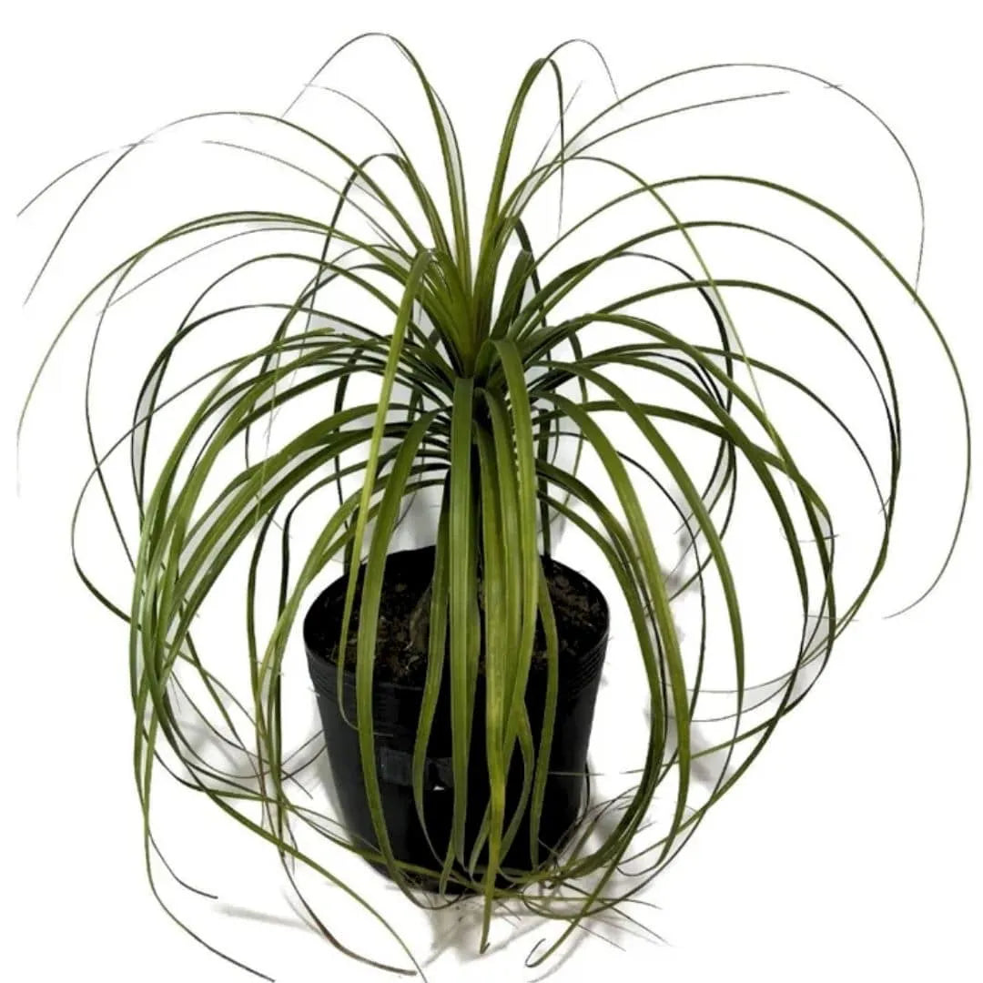 Muda Pata-de-Elefante (Beaucarnea recurvata)