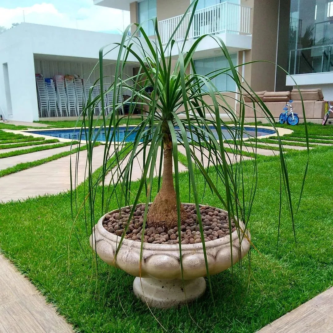 Muda Pata-de-Elefante (Beaucarnea recurvata)