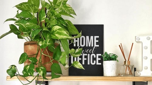 Kit de Planta Natural com 4 Mudas para Decoração Interna