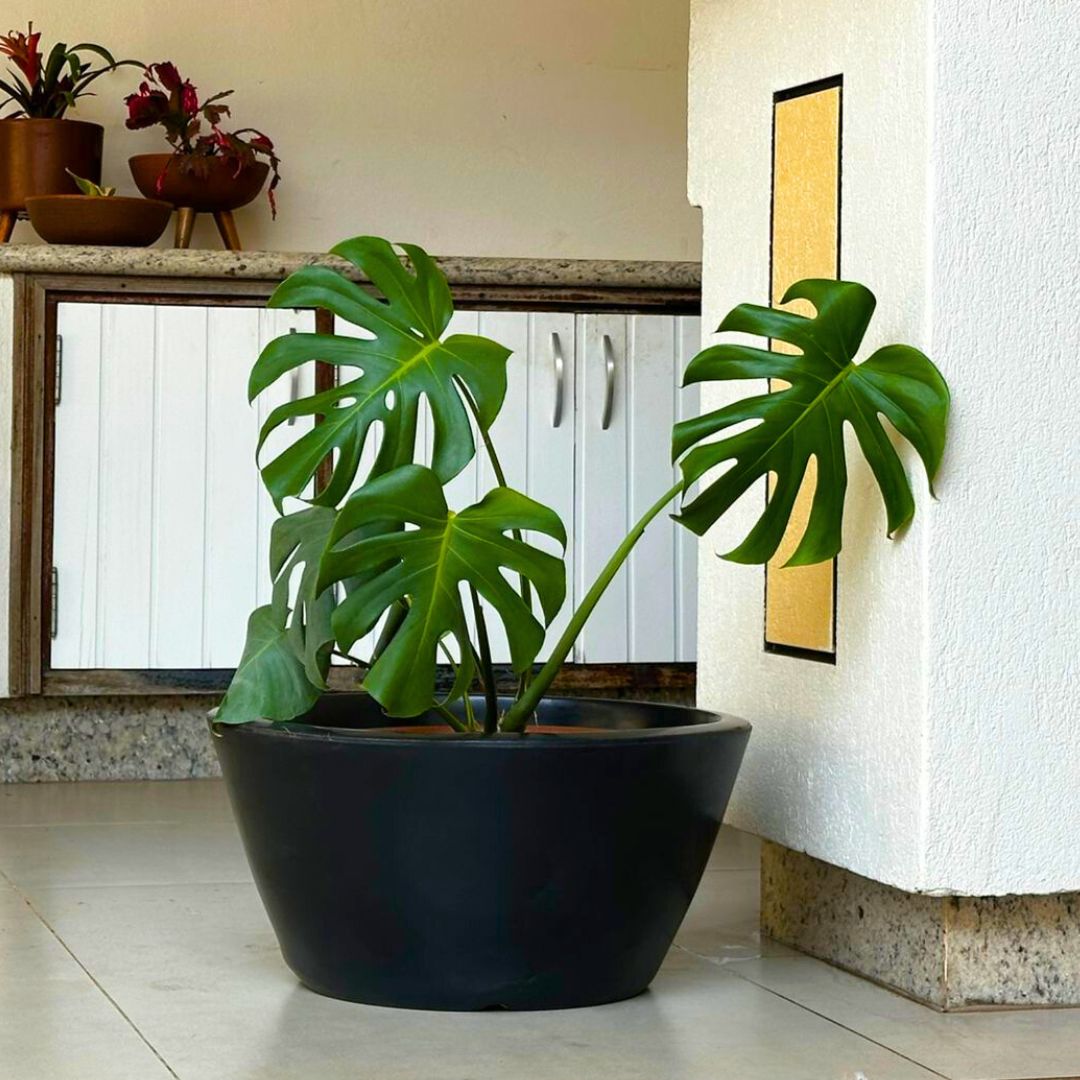 Vaso Bacia Pequim em Polietileno 52cm