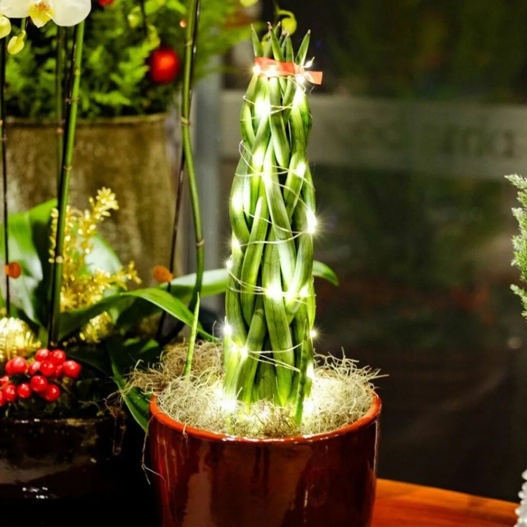 sansevieria trançada Sansevieria 6 Dedos Trançada – Verde Garden