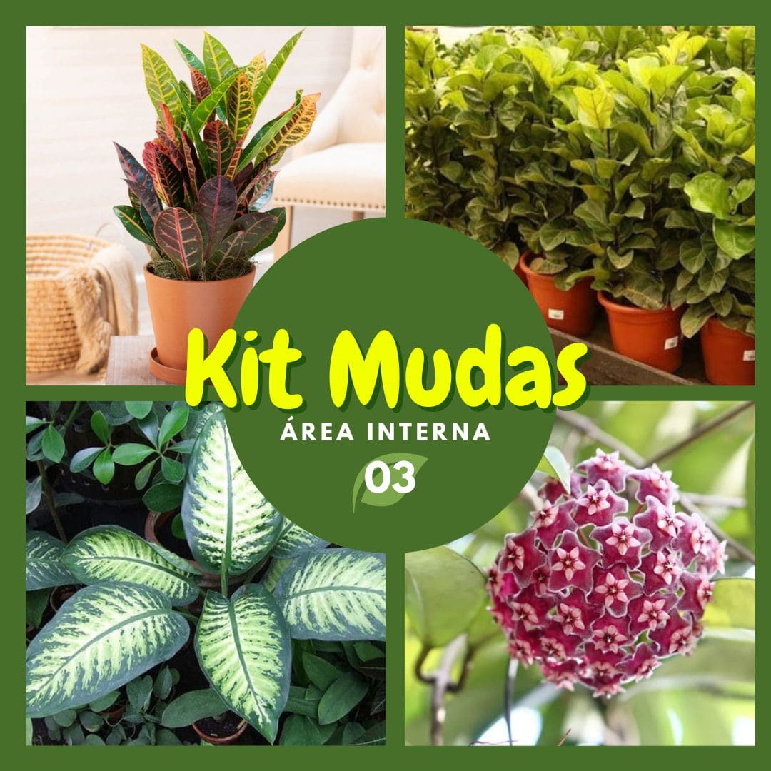Kit de Planta Natural com 4 Mudas para Decoração Interna