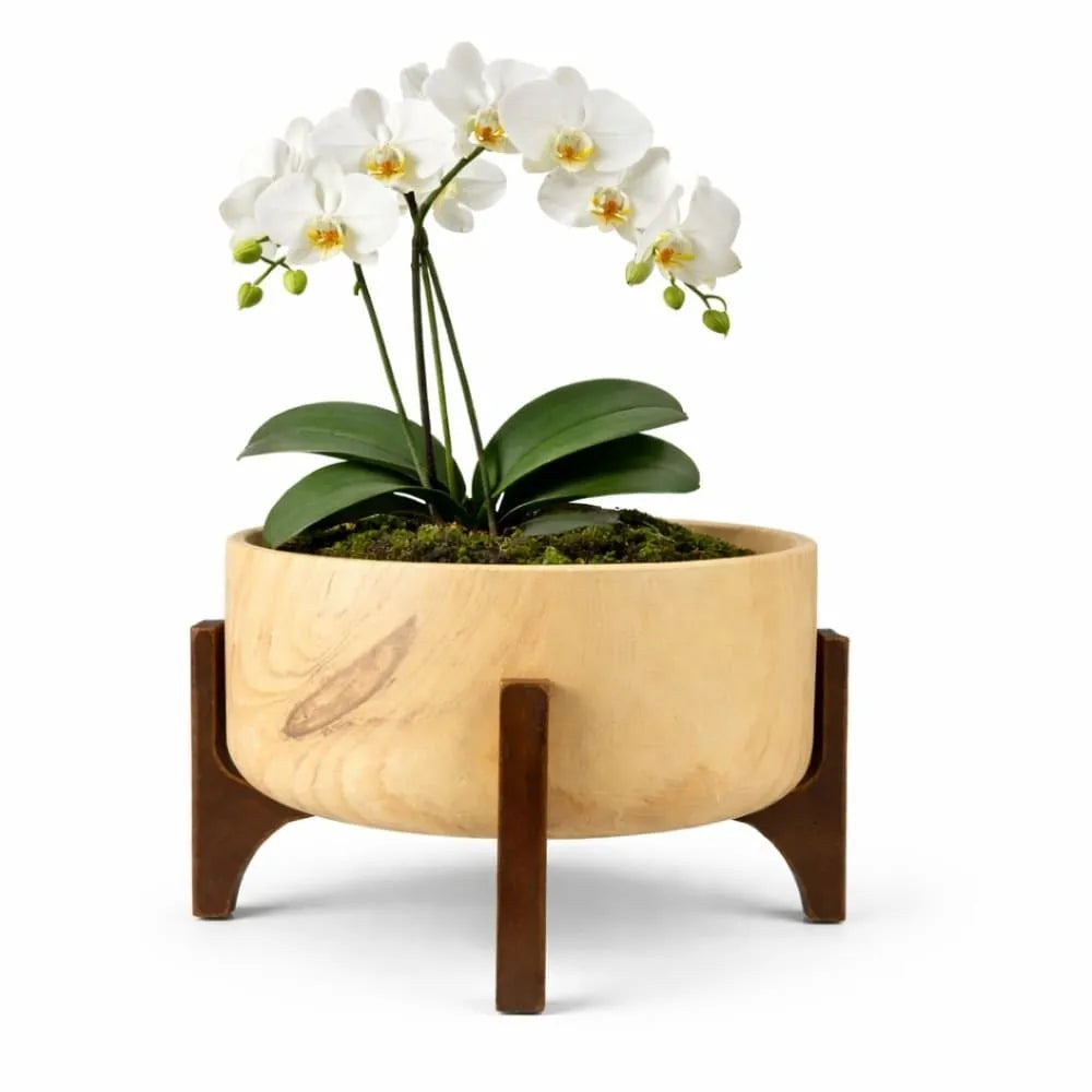 Vaso Bacia Linha Genebra com Suporte de Madeira