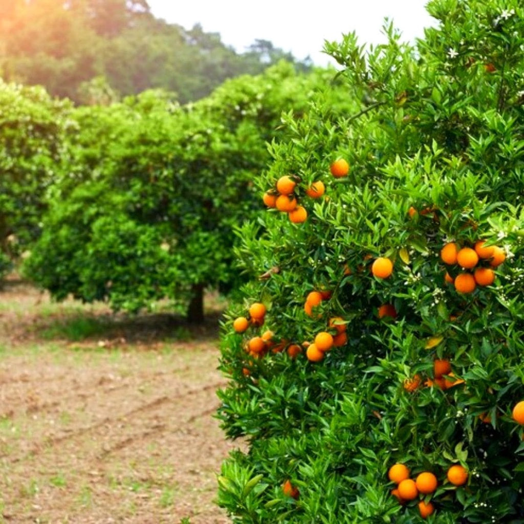 Forth Adubo Orgânico para Frutas 500ml