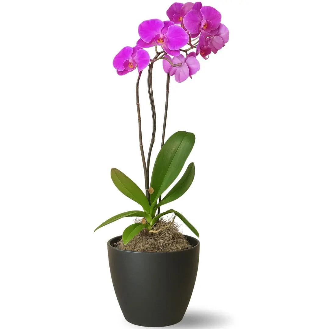 Vaso Cachepot Redondo em Polipropileno 15x12,5cm