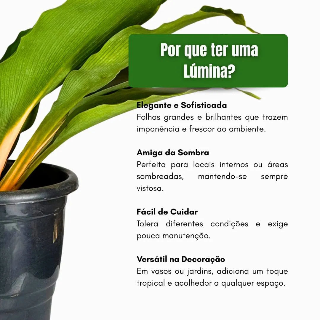 Muda Planta Lumina