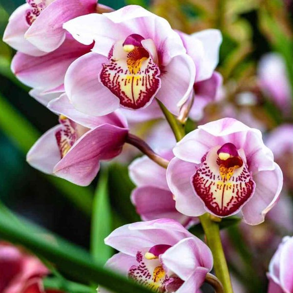 Forth Adubo para Crescimento de Orquídeas 100g