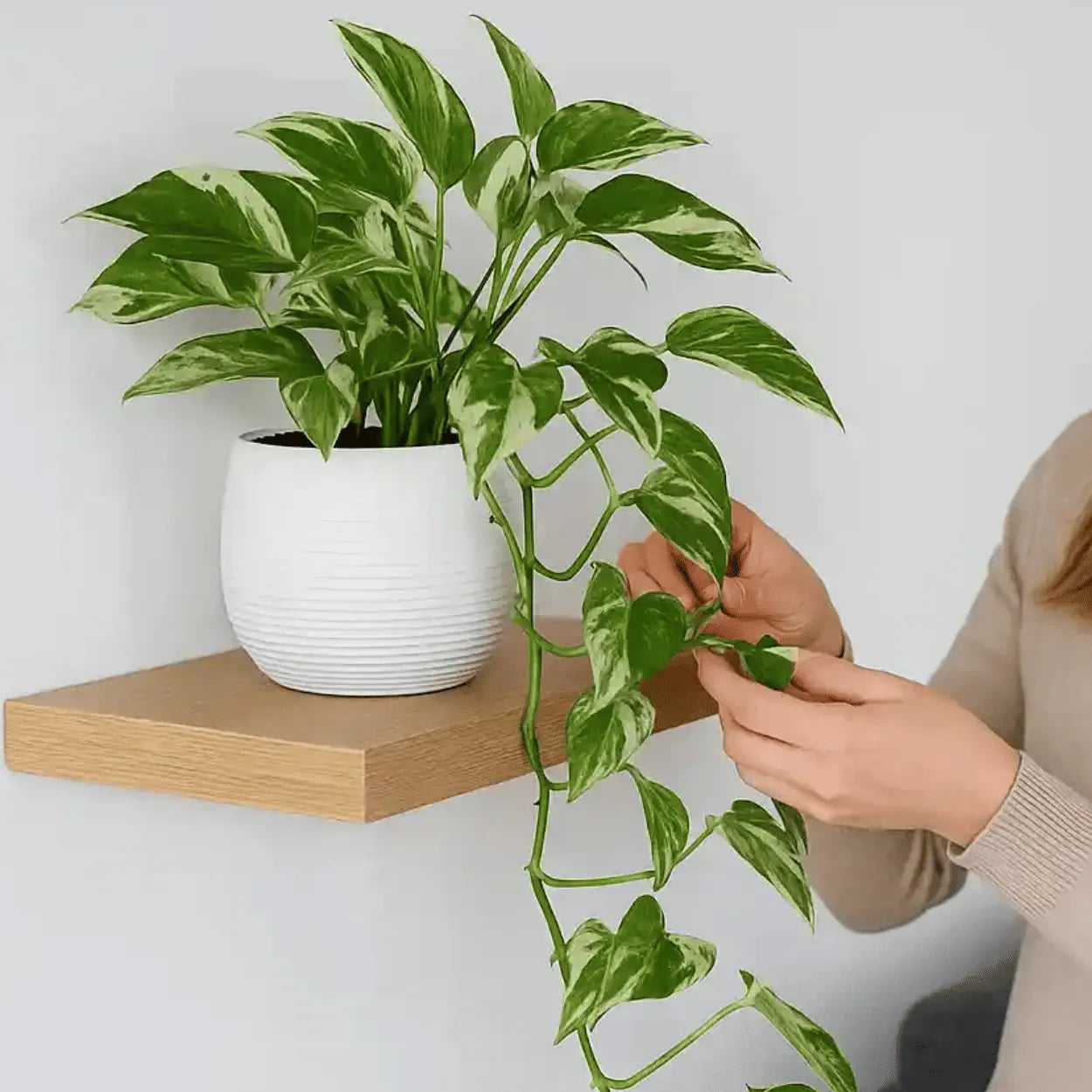 Muda Jiboia Branca N’Joy (Epipremnum aureum ‘N’Joy’)