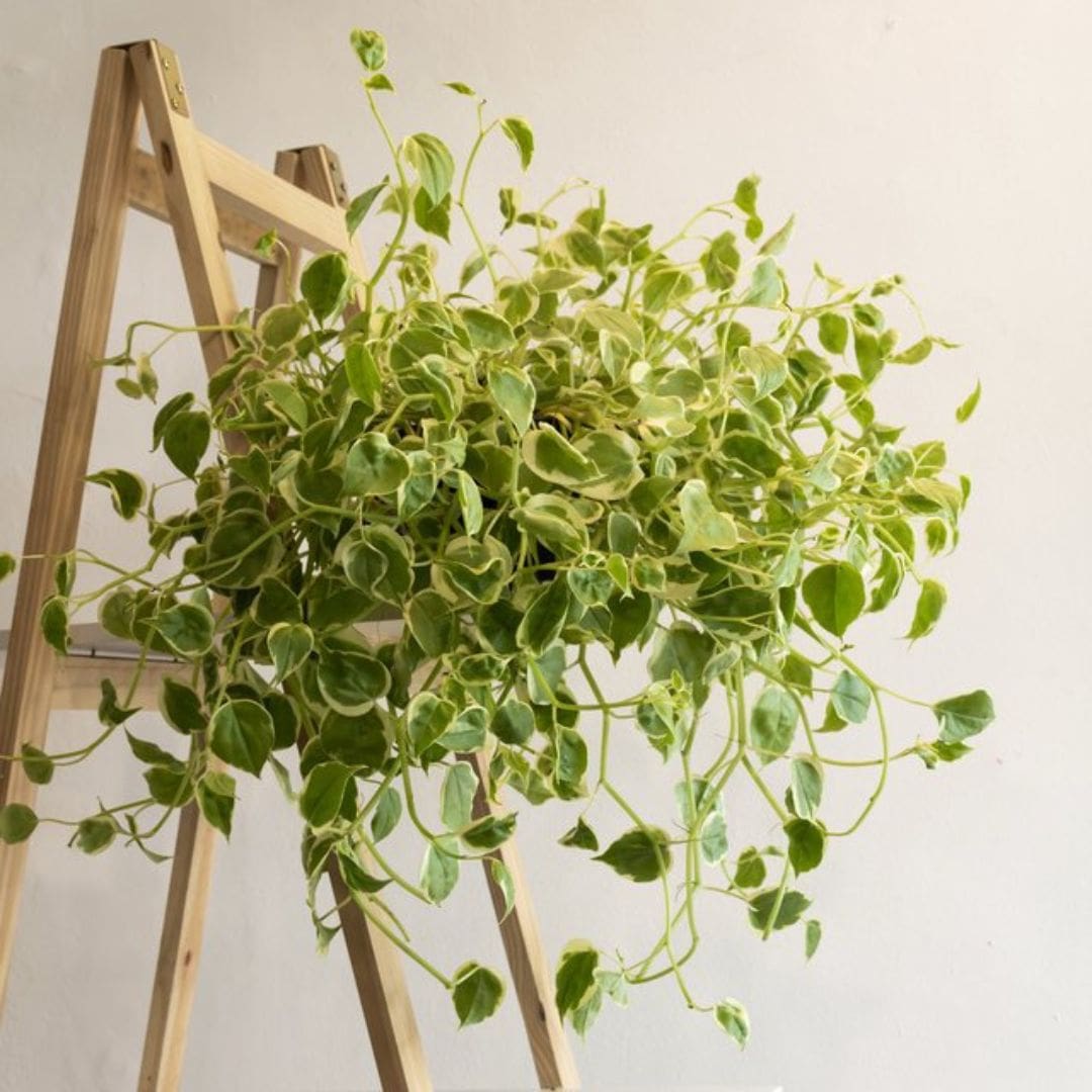 Muda Peperômia Filodendro (Peperomia scandens)