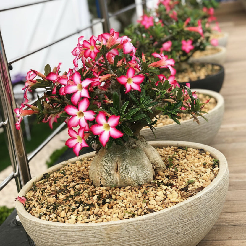 Vaso Bacia Cuia Grande em Polietileno