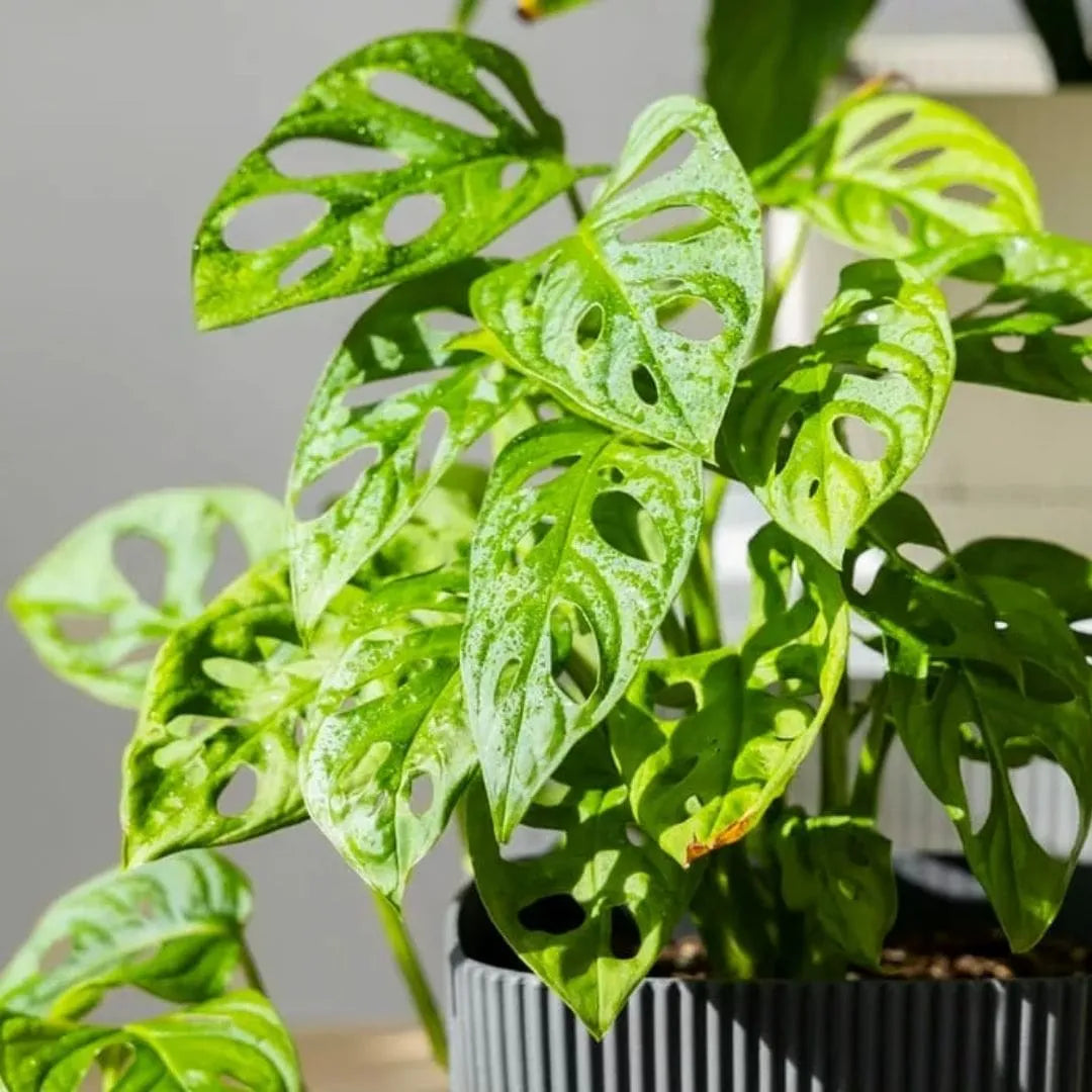 Muda Monstera Adansonii