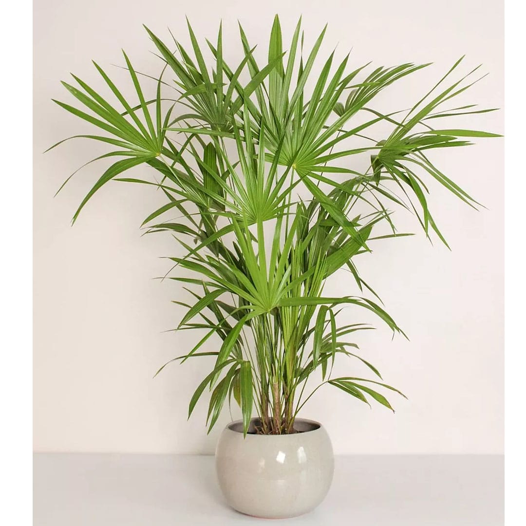 Palmeira Ráfia 1,20m Planta Arvore Decoração Escritório Sala