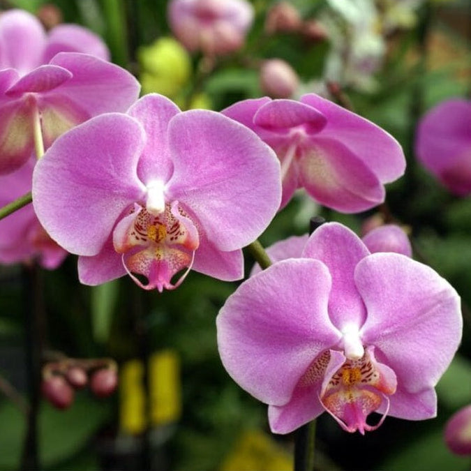 Kit Adubos Orgânicos Forth para Orquídeas