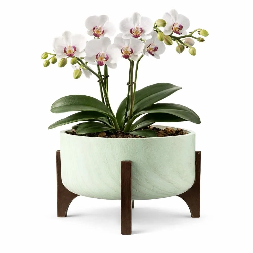 Vaso Bacia Linha Genebra com Suporte de Madeira