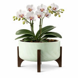 Vaso Bacia Linha Genebra com Suporte de Madeira