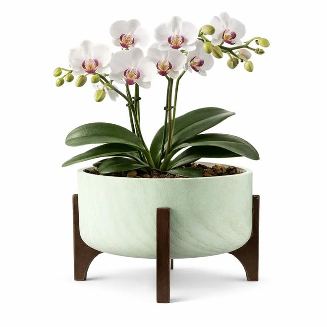 Vaso Bacia Linha Genebra com Suporte de Madeira