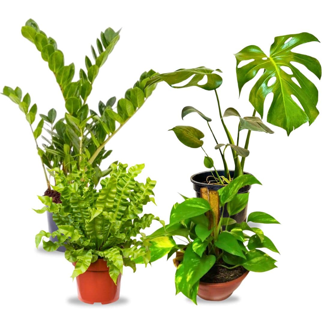 Kit de Planta Natural com 4 Mudas para Decoração Interna