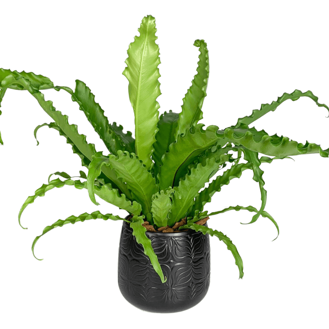 Vaso Cachepot de Porcelana - Importado da Holanda