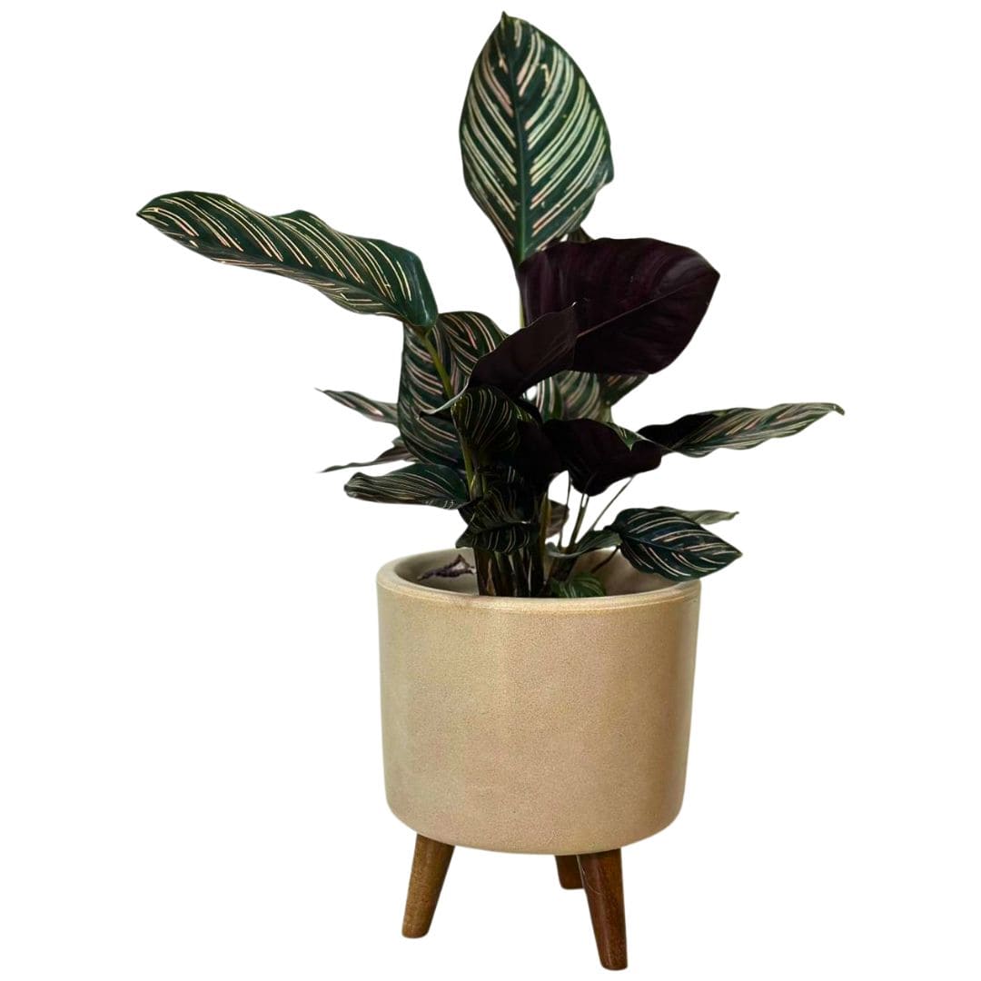 Mini Vaso Linha Doha 22cm com Tripé