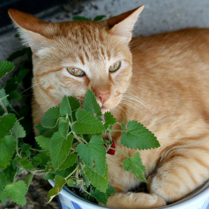 Kit 5un Sementes de Erva + 5un Grama para Gatos