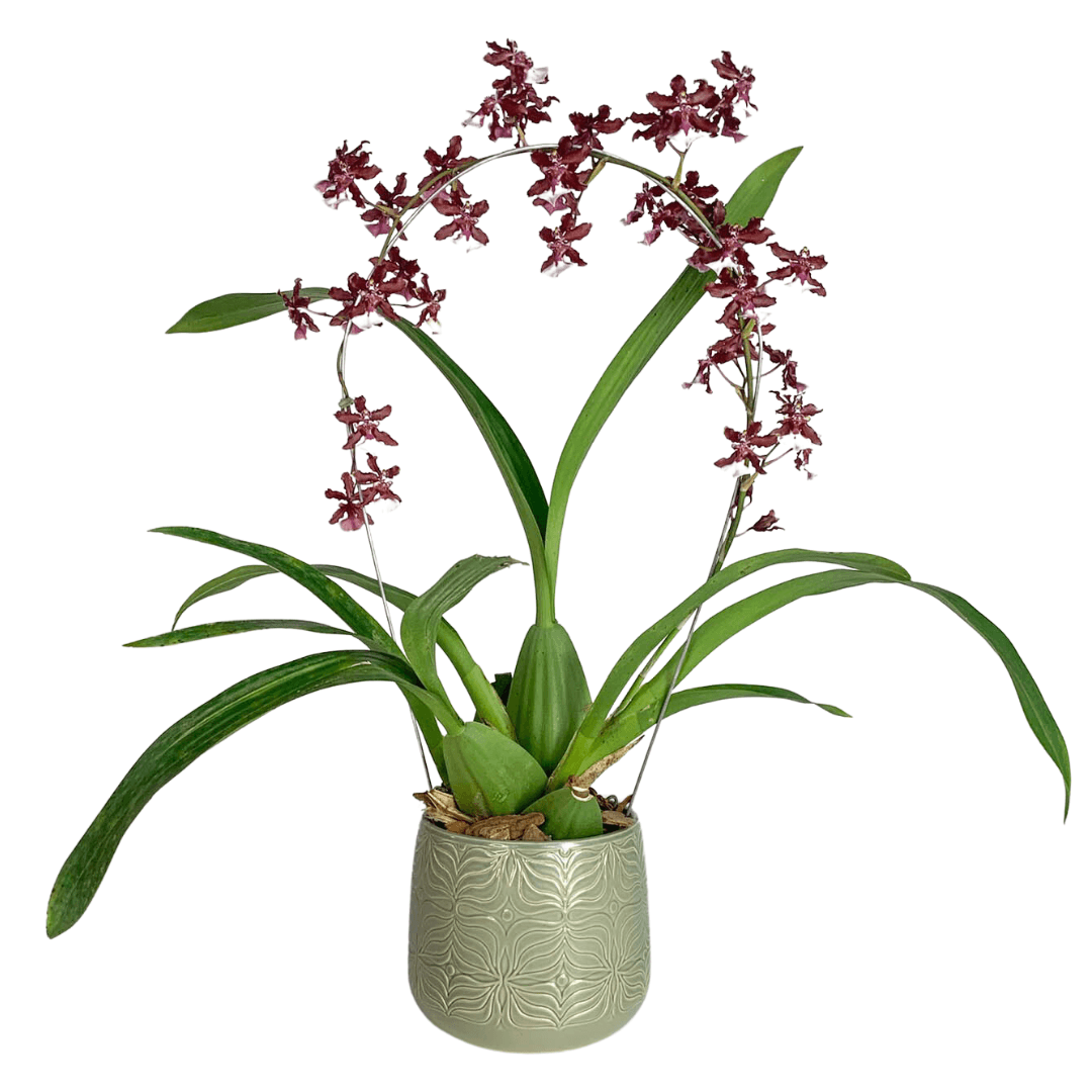 Vaso Cachepot de Porcelana - Importado da Holanda