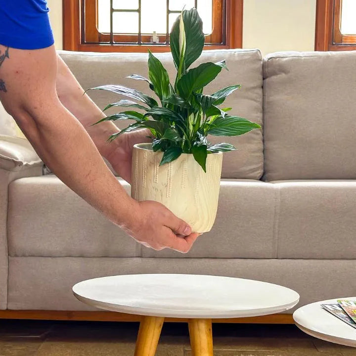 Kit 3 Vasos Genebra com Suporte de Madeira Baixo