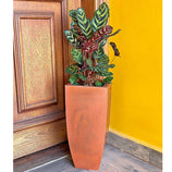 Vaso Fino para Plantas E Decoração de Ambientes Internos