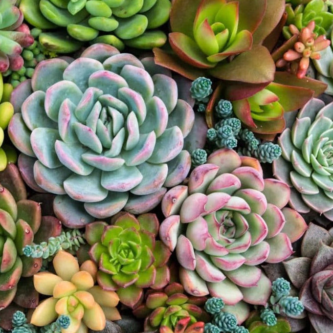 Maxgreen Adubo Mineral Misto NPK 10-10-10 1kg