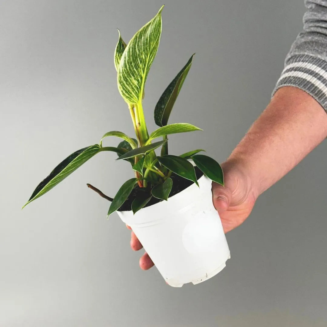 Muda de Philodendron Birkin