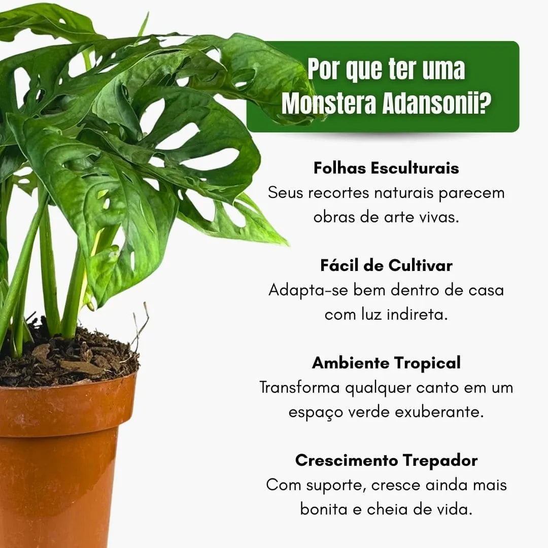 Muda Monstera Adansonii