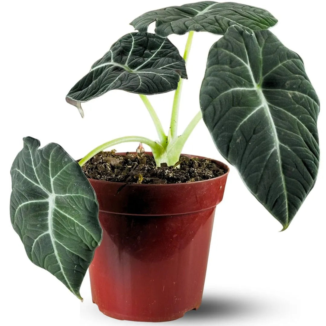 Muda Alocasia Black Velvet (Alocasia reginula)