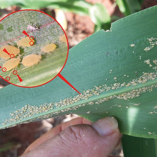 Inseticida Defende Óleo de Neem Forth 500ml