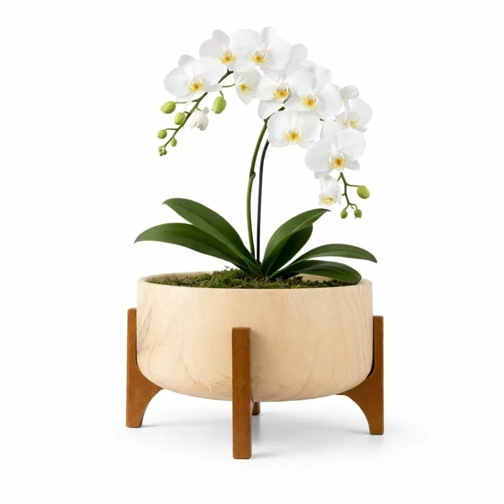 Vaso Bacia Linha Genebra com Suporte de Madeira