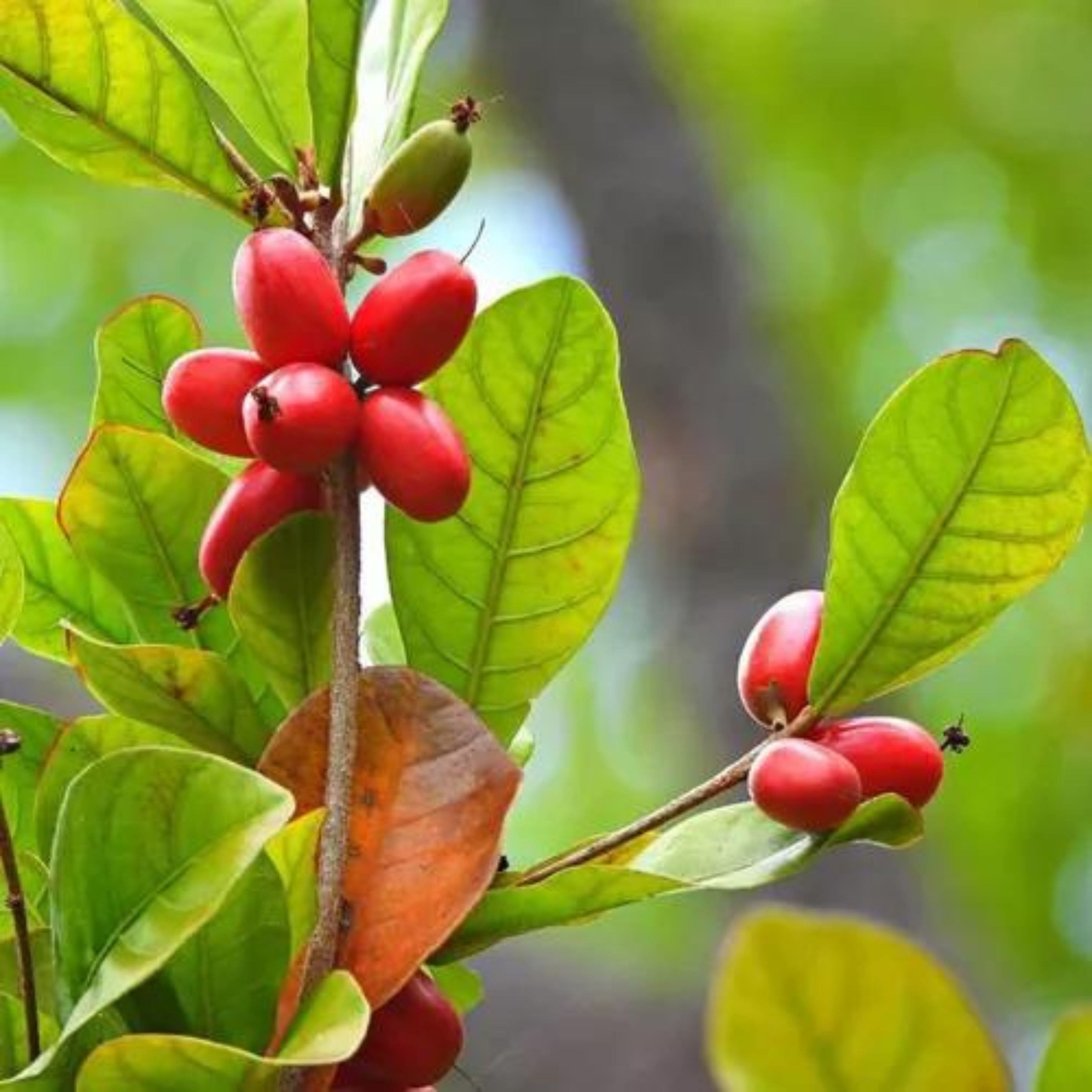 Kit Mudas Fruta do Milagre (Synsepalum dulcificum)