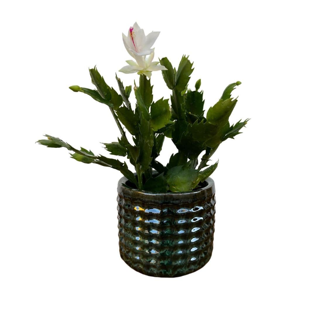 Vaso Cachepot em Cerâmica com Textura