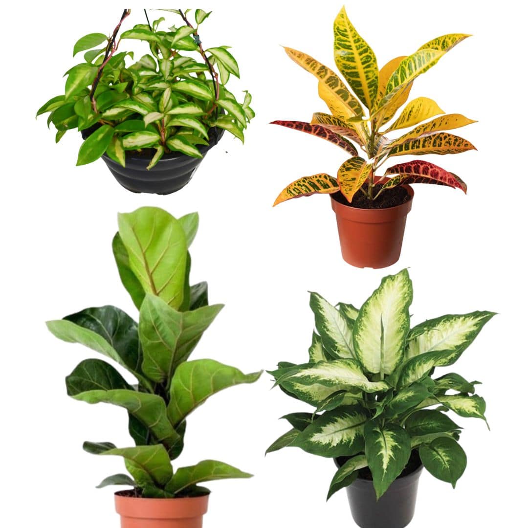 Kit de Planta Natural com 4 Mudas para Decoração Interna