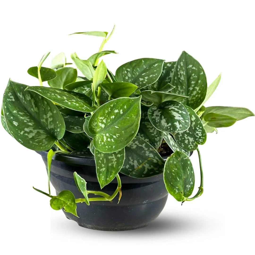 Muda Jibóia Prateada (Scindapsus pictus)