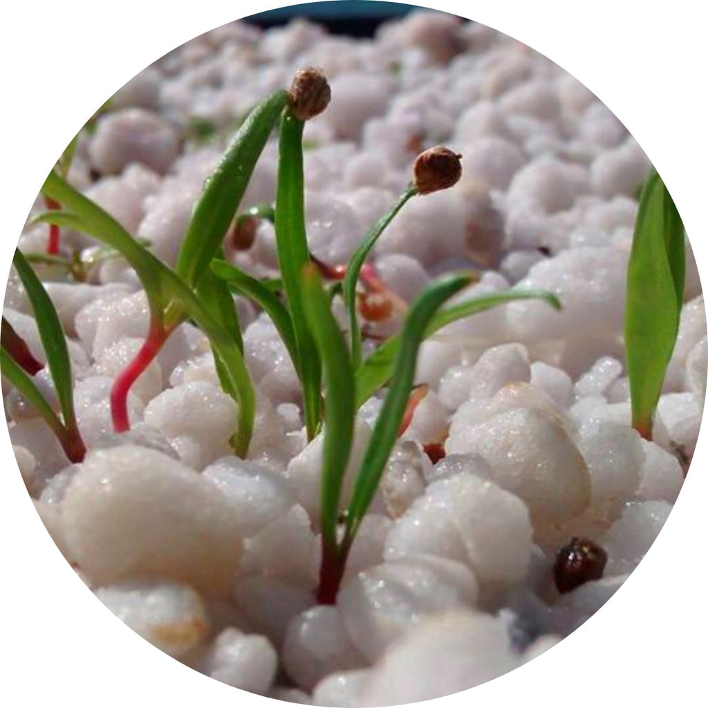 Perlita Expandida Substrato para Jardinagem 3L