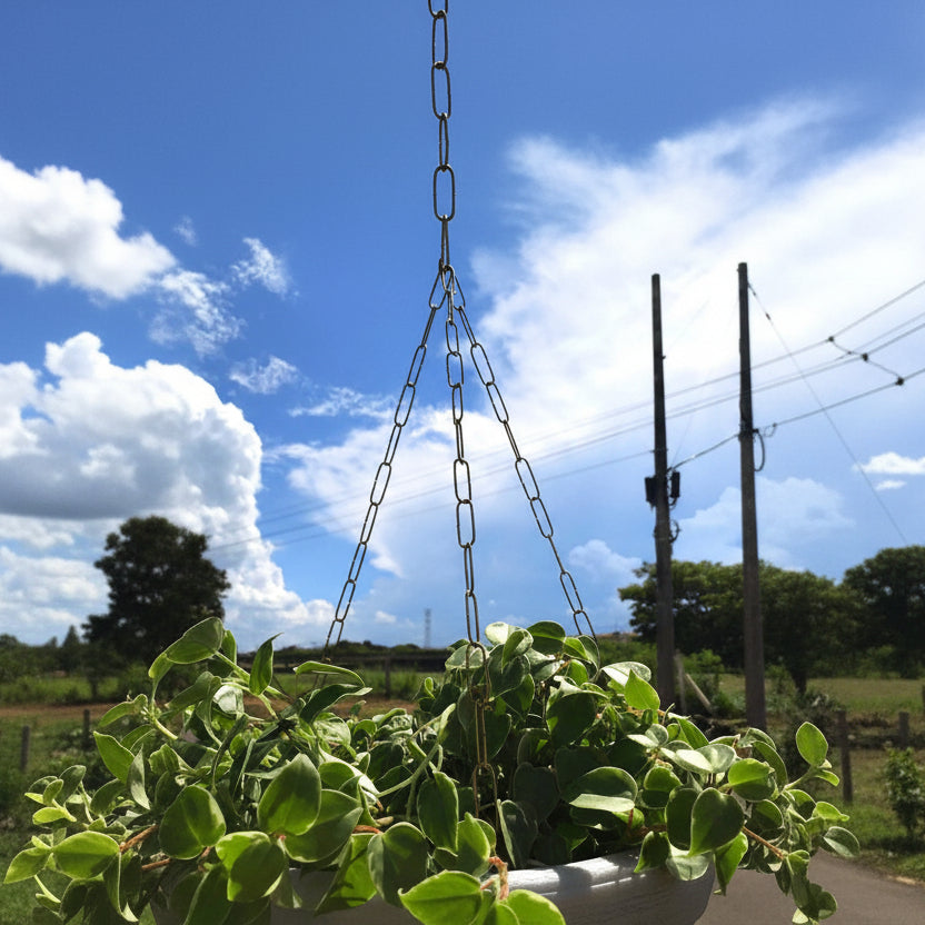 Kit com 12 Correntes Tripla 54cm para Vasos Suspensos