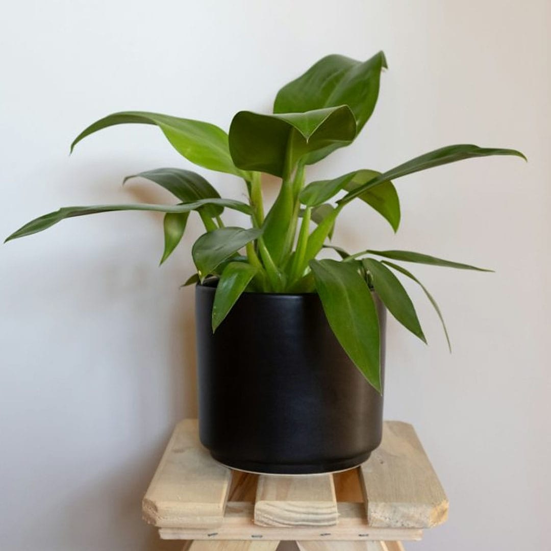 Muda Pacová (Philodendron martianum)